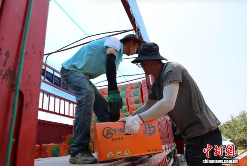 从黄土高原到黄浦江畔 洛川西瓜的“订单式”甜蜜旅程