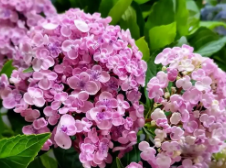 法国花粉季“一波未平一波又起” 专家：受气候和污染影响