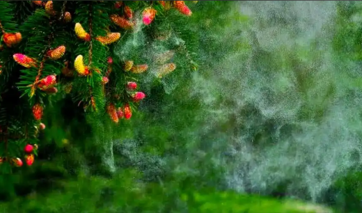 法国五城春季受桦树花粉影响最严重