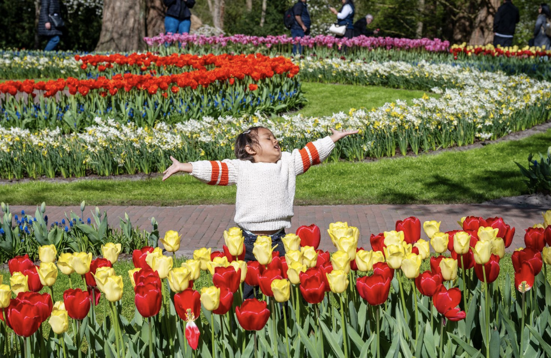 荷兰：库肯霍夫公园郁金香盛放