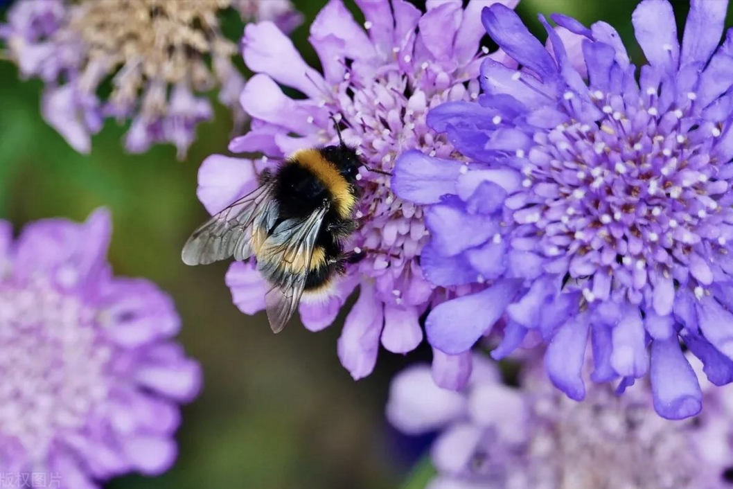 英国和欧洲大陆的花粉季因气候变化而延长
