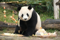 美国再迎一对中国大熊猫